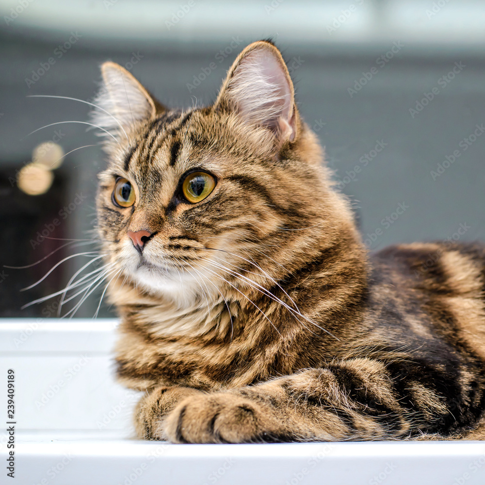 Obraz premium Portrait of a beautiful gray striped cat close up