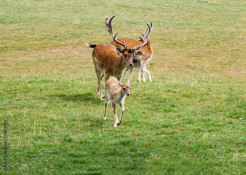 Fallow deer family graze in the meadow  