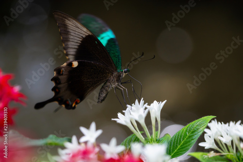 Beautiful macro picture of a butterfly, Papilio palinurus, also known as Emerald Banded Peacock. Place of Origin is Indonesia, Southeast Asia.