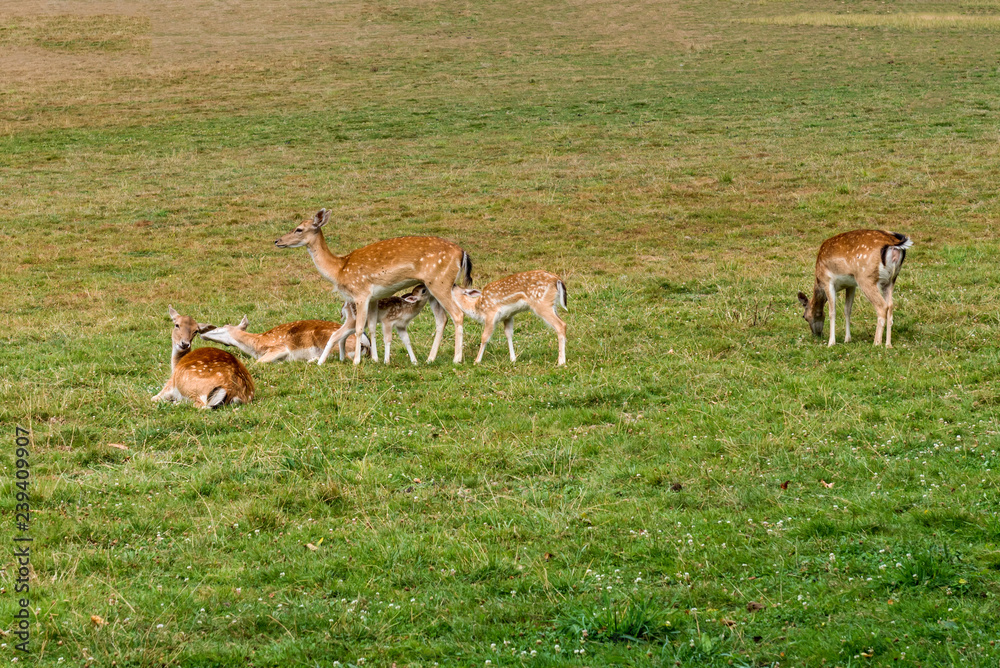 Fallow deer family graze in the meadow
Fallow deer family graze in the meadow