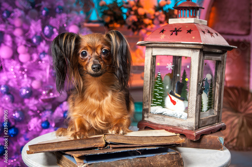 Dog with a book. New Year. ...
