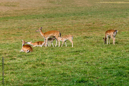 Fallow deer family graze in the meadow 