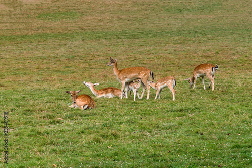 Fallow deer family graze in the meadow 