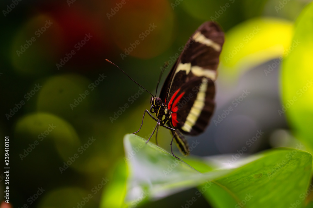 Beautiful macro picture of a black, red and white butterfly sitting on a leaf. Beautiful macro picture of a black, red and white butterfly sitting on a leaf.