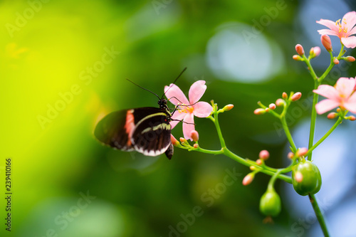 Beautiful macro picture of a black  red and white butterfly sitting on a bright flower.