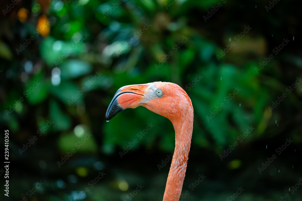 Fototapeta premium Close up picture of a Pink Flamingo in nature.