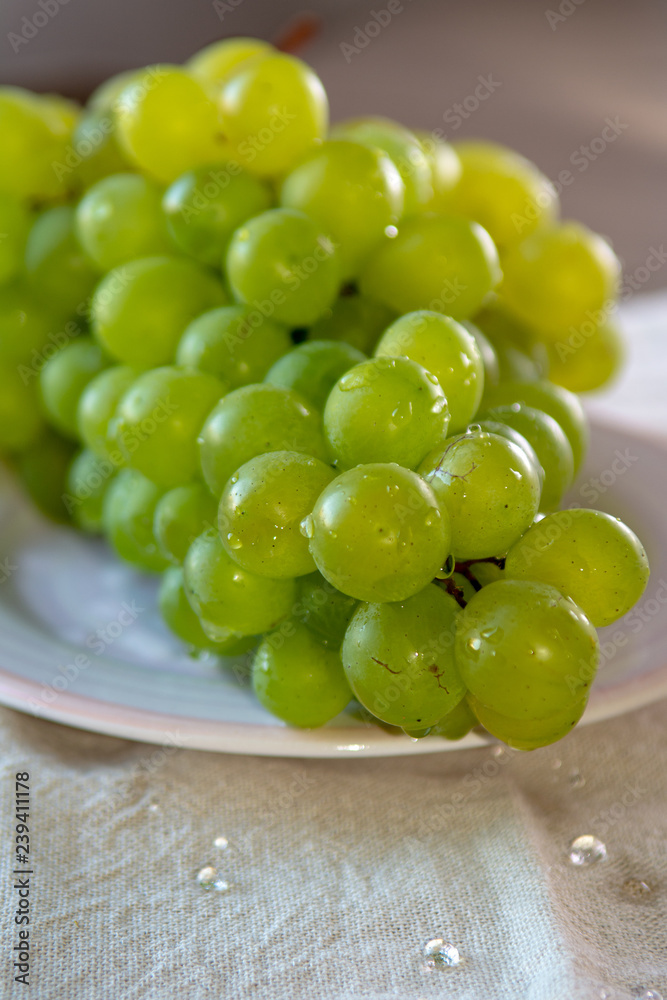 Ripe organic vine of white table seadless grape from Italy, new harvest Ripe organic vine of white table seadless grape from Italy, new harvest