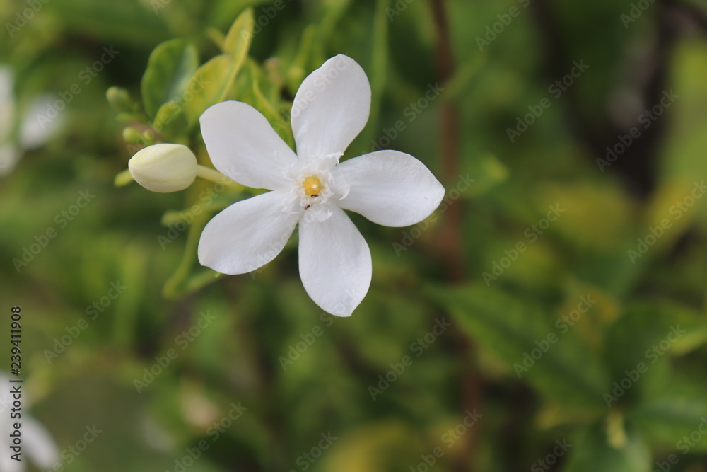 White Flower White Flower