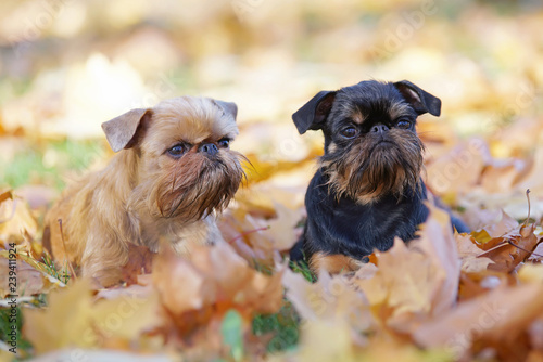Fototapeta Naklejka Na Ścianę i Meble -  Brussels Griffon dogs (Griffon Bruxellois and Griffon Belge) lying outdoors in fallen maple leaves in autumn