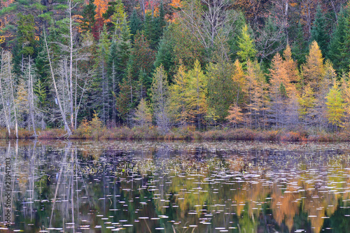 marais, lac, eau, forêt, arbre, paysage, nature, automnal, ciel, étang, arbre, chute, vert, bleu, fleuve, été, parc, montagne, bois, extérieur, pin, printemps, beauté, montagne, beau