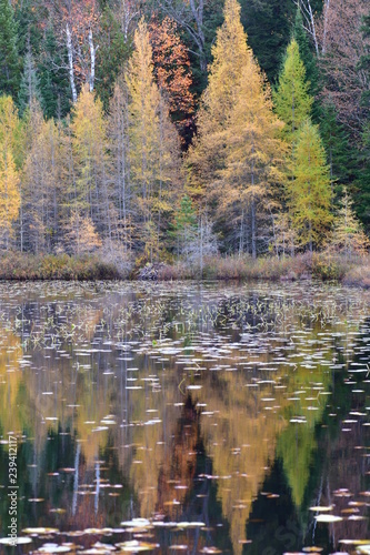 marais,lac, eau, forêt, paysage, nature, automnal, arbre, ciel, arbre, montagne, fleuve, chute, montagne, vert, étang, bleu, bois, été, extérieur, parc, pin, beau, beauté, voyage