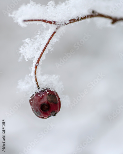 Hawthorn berries under snow hawthorn fruit under the snow