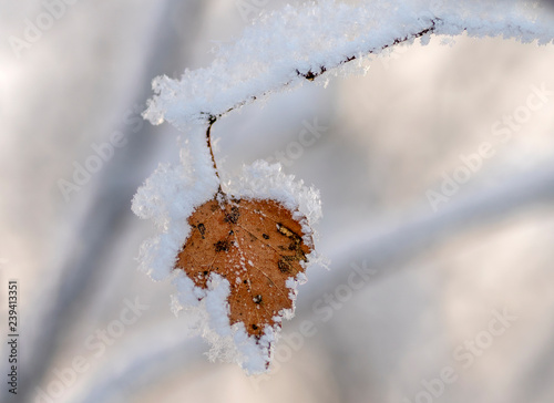 birch branch with yellow leaves under the snowin the morning photo