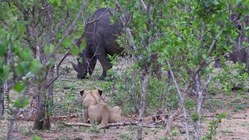 A young lion watching with curiosity, two white rhinos grazing between the lush green vegetatation, Greater Kruger photo