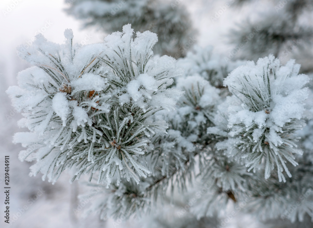 spruce branch with cones in the snow on a white background, winter, spruce branch with cones in the snow on a white background, winter,