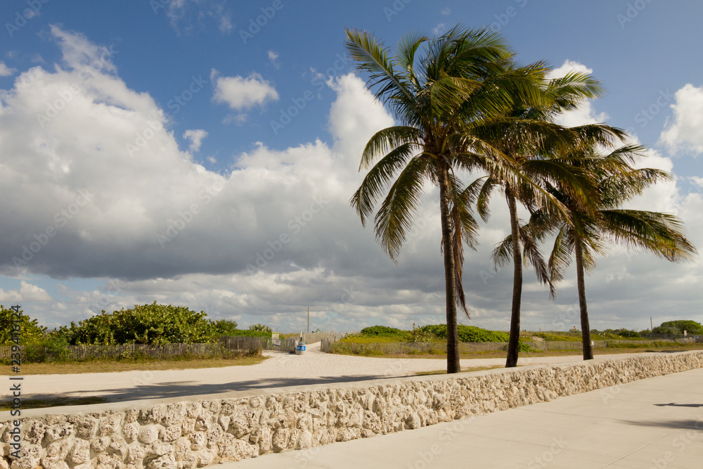 Palm trees at miami beach coast