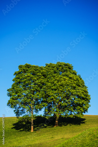 landscape of tree with blue sky
