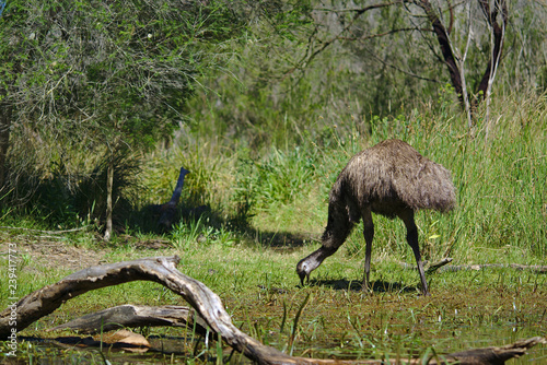 Emu eating near muddy