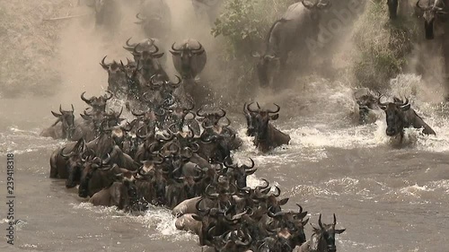 Blue Wildebeest (Connochaetes taurinus)  crossing the Mara river  during their annual migration, Serengeti N.P., Tanzania. photo