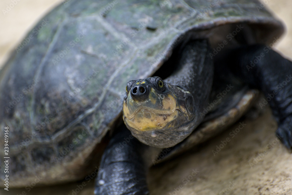 River turtle close River turtle close