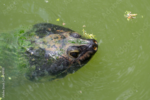 River turtle breathing