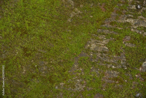 green moss wall