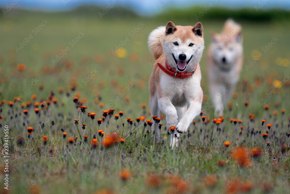 野原の柴犬 野原の柴犬