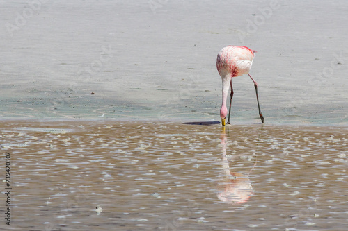 Jame's Flamingos feeding at Hedionda Lagoon, Bolivian Altiplano, in the way to Uyuni Saltflats, an amazing wild life in the Andean plateaus also known as Puna Flamingo an endemic Atacama specie 