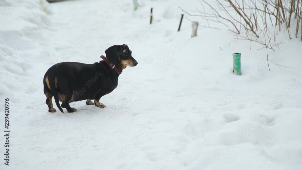 The Dog Walks Along the Snow Path The Dog Walks Along the Snow Path