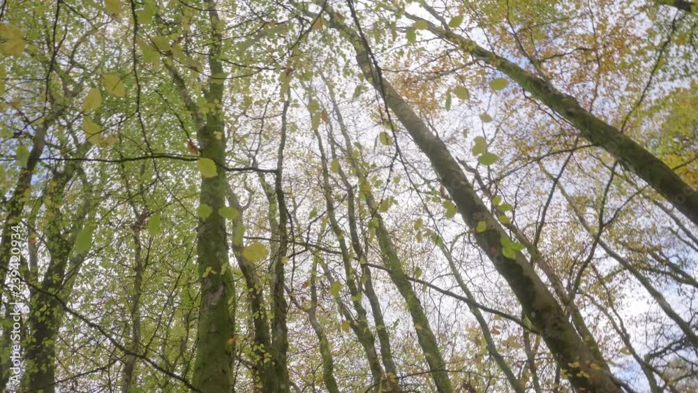 Up looking shot in the middle of autumn colored woods in Scotland. The shot pans down and reveals ground with orange yellow leaves and an unrecognizable man playing with dog by a lake in background