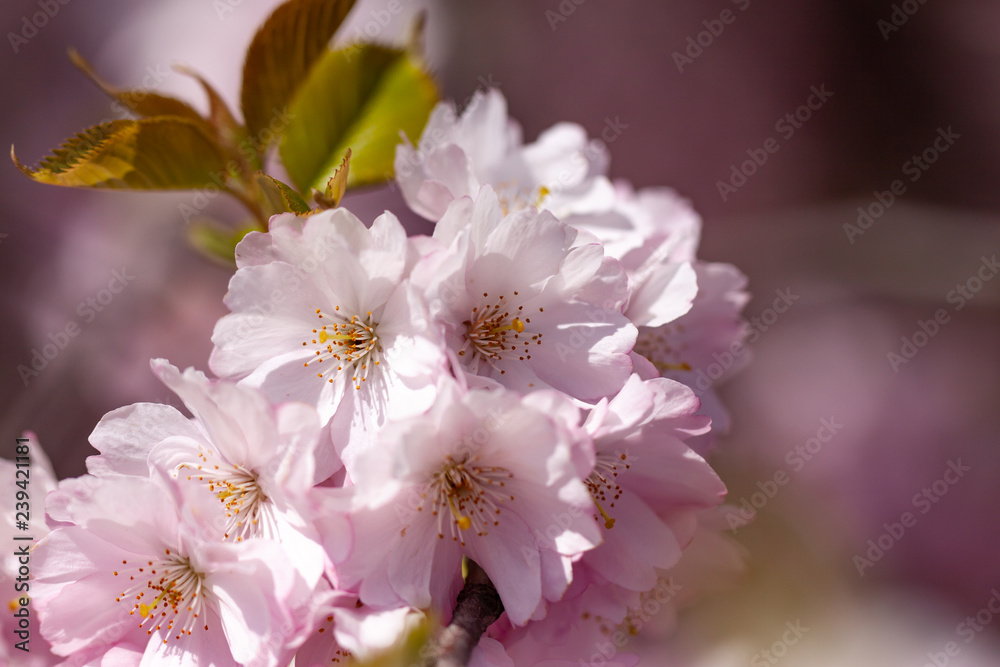 pink flowers of a tree pink flowers of a tree