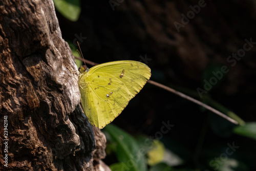 Cloudless Sulphur Butterfly photo