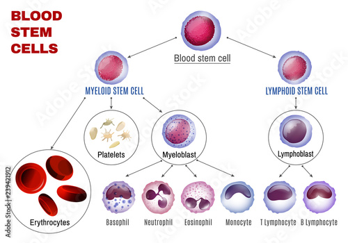 Blood Stem Cells photo