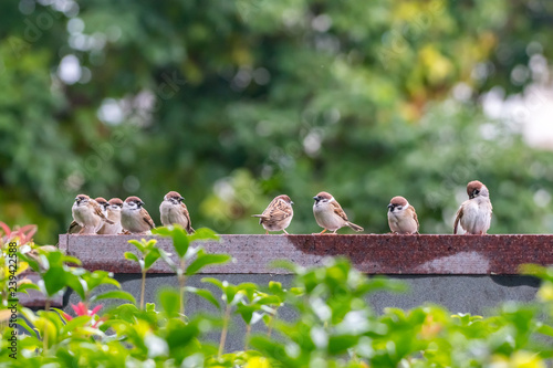 A social gathering of Eurasian tree sparrows [Passer montanus]