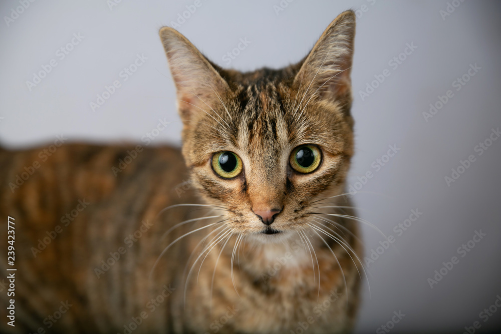 Grey Abyssinian Cat