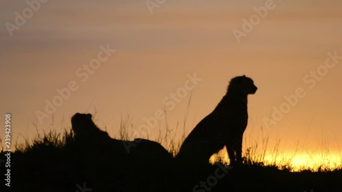 Cheetahs at bow of a hill during sunset photo