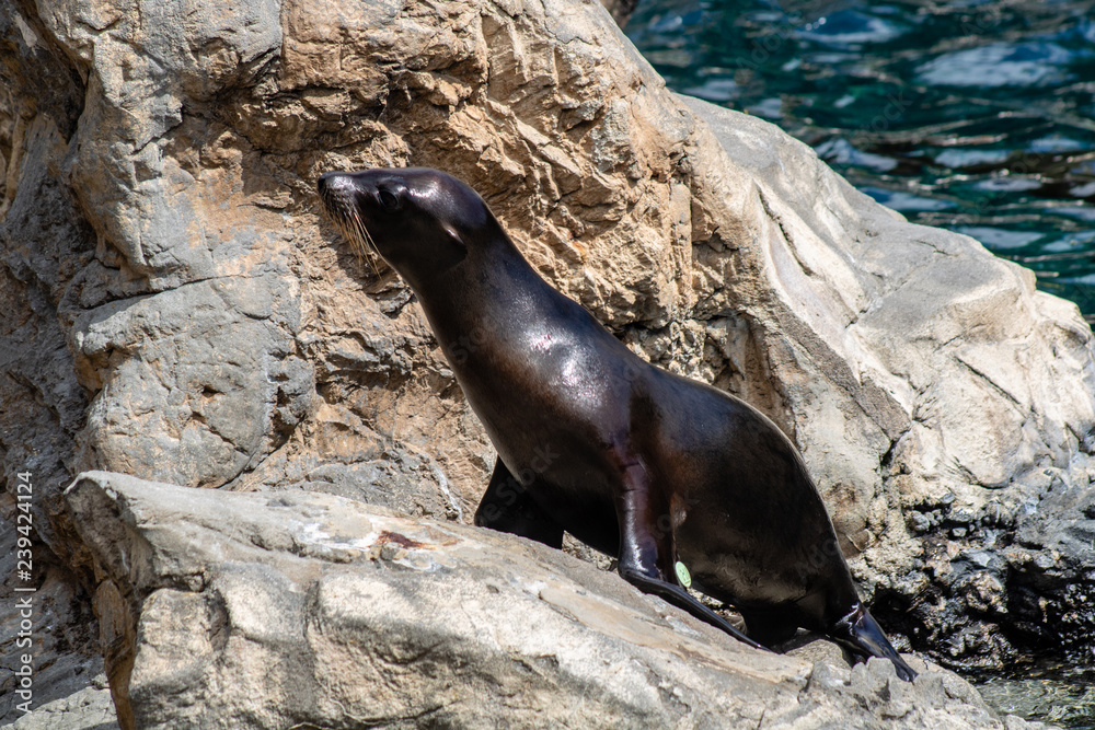 Obraz premium Sea lions