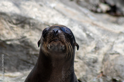 Sea lions