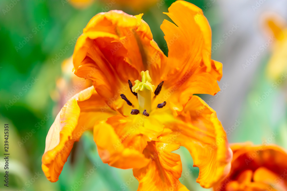 Tulip yellow orange background.