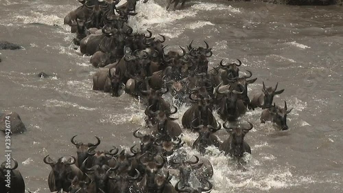 Blue Wildebeest (Connochaetes taurinus)  crossing the Mara river  during their annual migration, Serengeti N.P., Tanzania. photo