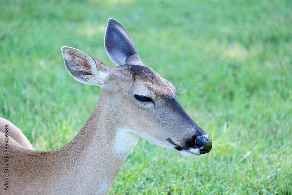 White-tailed deer doe White-tailed deer doe