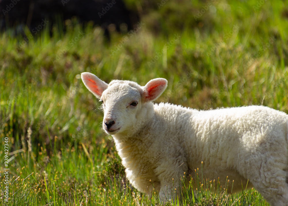 lamb on a meadow lamb on a meadow