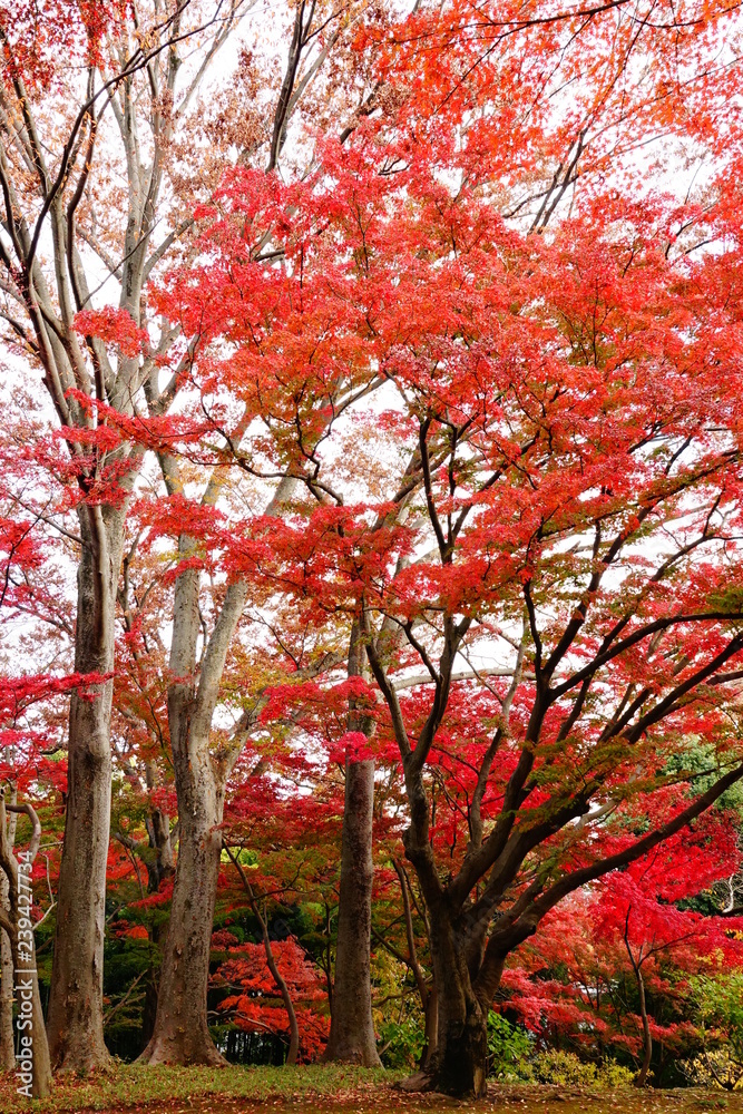 紅葉 紅葉