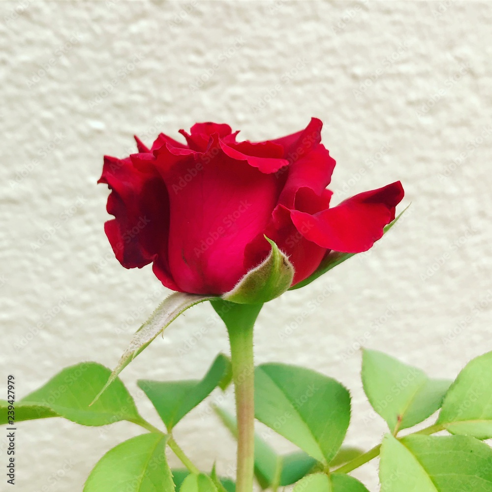 Romantic classic red rose on a white wall background. Lone scarlet rose blooms in the garden. Flower of blooming rose  with two green leaves - macro closeup isolated side view. 