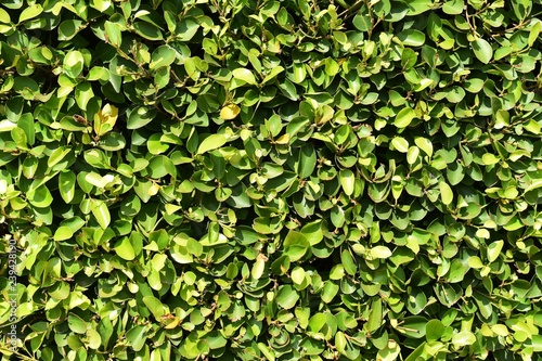 Wallpaper Mural green banyan leaves fence under sunlight for background Torontodigital.ca