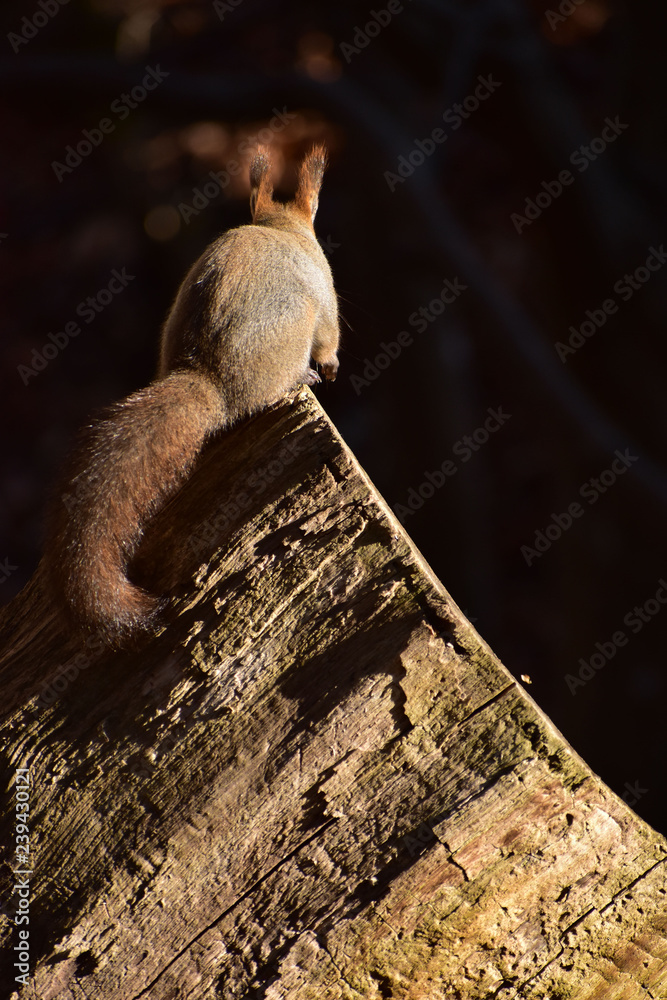 Fototapeta premium 切り株に立つエゾリスの後ろ姿