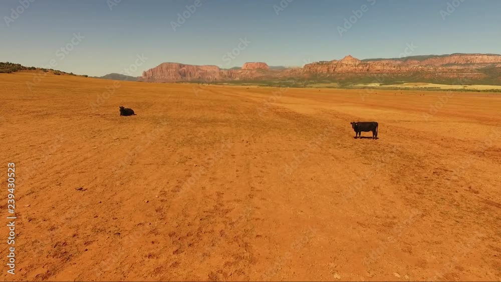 Low aerial view of a two cows grazing in a dry land with the Zion ...