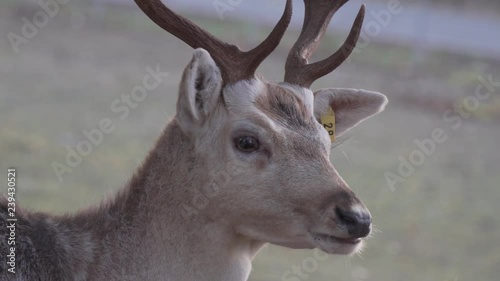 Young deer chewing photo