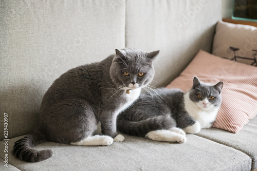 Two British short-haired cats, indoor shooting © chendongshan