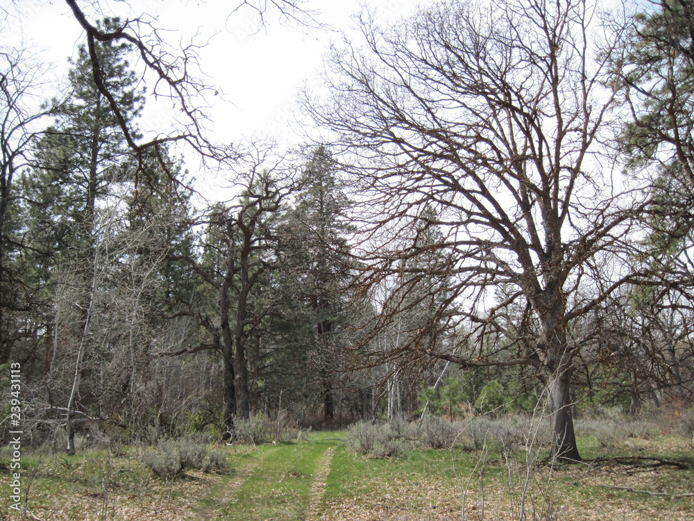 Yakima Woods Yakima Woods